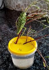 Physemacris variolosa