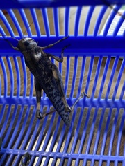 Locusta migratoria