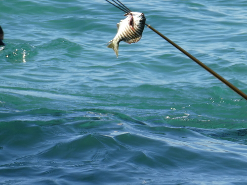 Perch (Kyphosus azureus) — Kyphosidae — 3