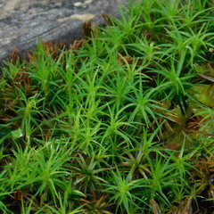 Polytrichadelphus magellanicus