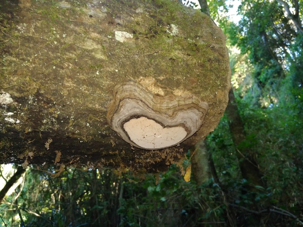 Ganoderma australe · April 2018 · photo: © cristianriquelme (iNaturalist, cc-by)