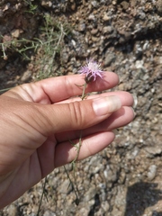Centaurea caprina