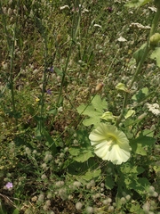 Alcea rugosa