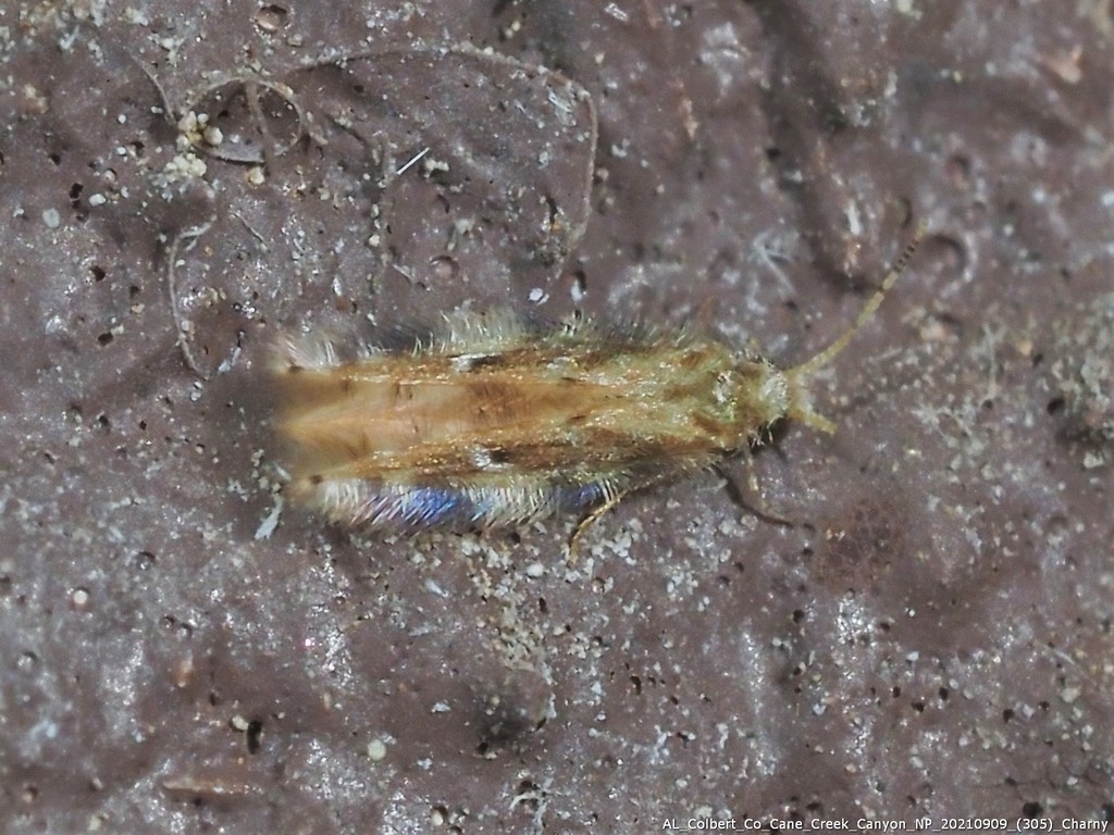 Oxyethira pallida