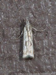 Microcrambus kimballi