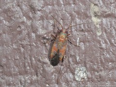 Phytocoris exemplus