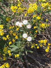 Senecio grisebachii