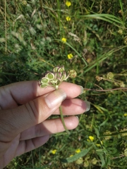 Peucedanum alsaticum