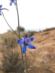 Delphinium scaposum