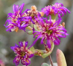Ruschia pungens