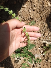 Scutellaria altissima