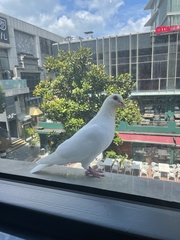 Columba livia domestica