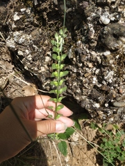 Scutellaria altissima