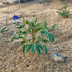 Lupinus caudatus