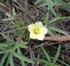Merremia verecunda