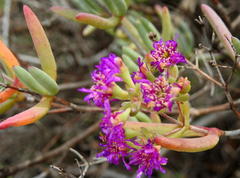 Ruschia pungens