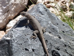 Liolaemus austromendocinus