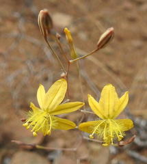 Bulbine mesembryanthemoides