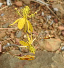 Bulbine mesembryanthemoides