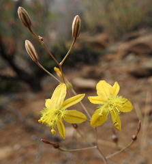 Bulbine mesembryanthemoides