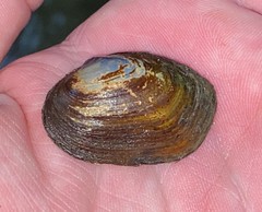 Toxolasma cylindrellum