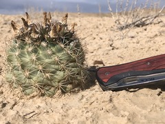 Sclerocactus mesae-verdae