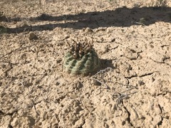 Sclerocactus mesae-verdae