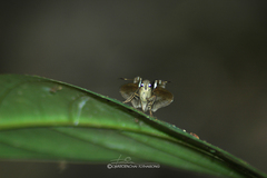 Notocrypta curvifascia