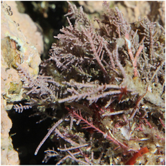 Lithothrix aspergillum