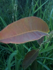 Euphorbia cotinifolia