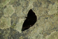 Rohana tonkiniana