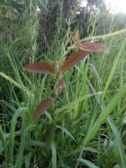 Euphorbia cotinifolia