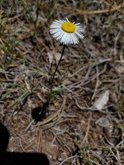 Erigeron flagellaris