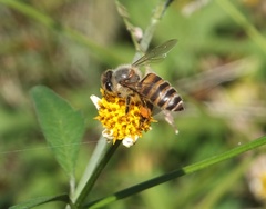 Apis cerana japonica