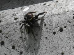 Evarcha denticulata
