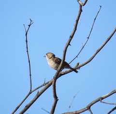 Aphelocephala leucopsis