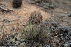 Monardella linoides
