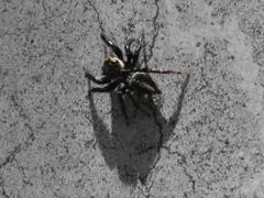 Evarcha denticulata