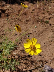 Thelesperma subnudum