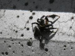 Evarcha denticulata