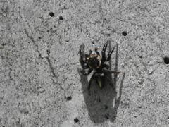 Evarcha denticulata