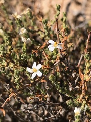 Frankenia jamesii
