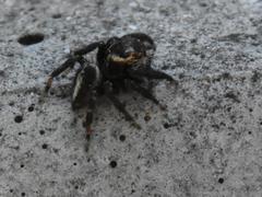 Evarcha denticulata
