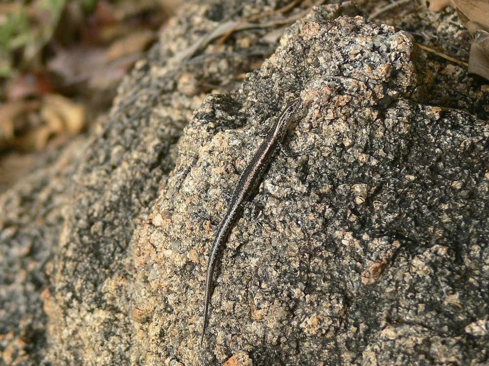 Adams's Snake-eyed Skink