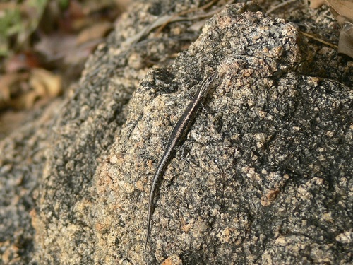 Adams's Snake-eyed Skink, Cryptoblepharus adamsi