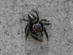 Evarcha denticulata