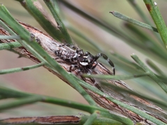 Sandalodes bipenicillatus