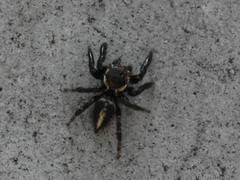 Evarcha denticulata