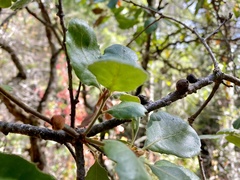 Disholcaspis simulata