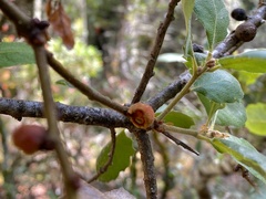 Disholcaspis simulata